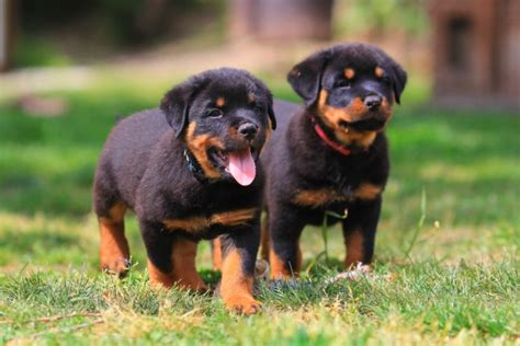 Guard Dog Training for German Rottweiler