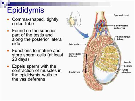 Contents of the scrotum: Epididymis, vas deferens, spermatic cord and cremaster muscle