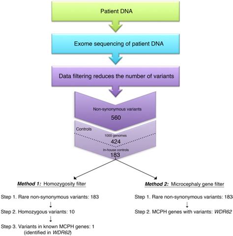 Exome sequencing workflow. Exome sequencing was performed on isolated ...