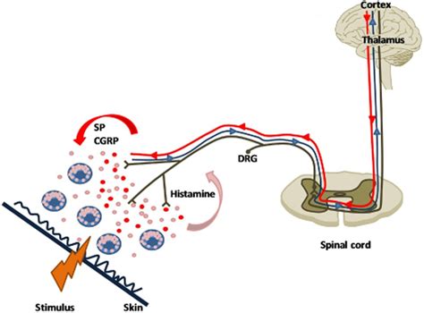 The role of histamine in neurogenic inflammation - Rosa - 2013 ...