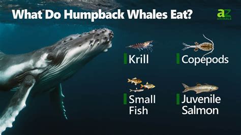 What Do Humpback Whales Eat? 10+ Foods They Hunt - IMP WORLD