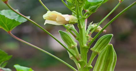 Okra (How to Plant, Grow & Care for) - GIY Plants