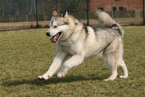 Alaskan Malamute playing photo and wallpaper. Beautiful Alaskan Malamute playing pictures