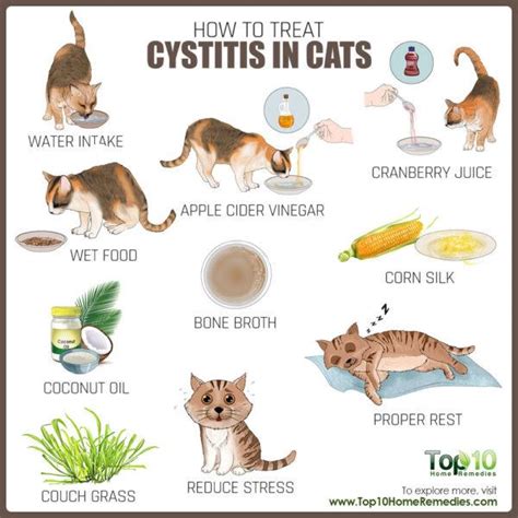 How to Treat Cystitis in Cats | Top 10 Home Remedies