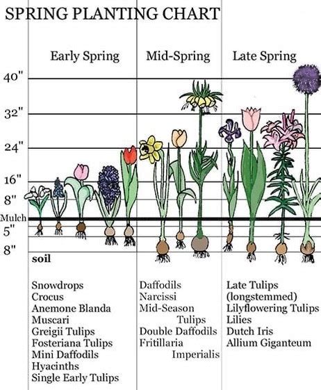 Spring Bulbs Planting Guide - Garden Plant