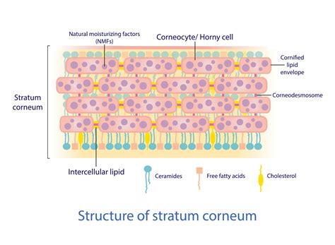 Structure of stratum corneum vector on white background. Bricks and Mortar structure ...