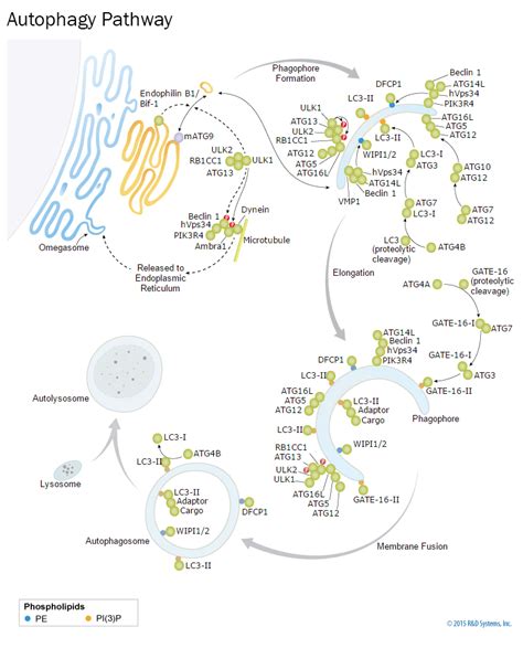 Autophagy Interactive Pathway: R&D Systems