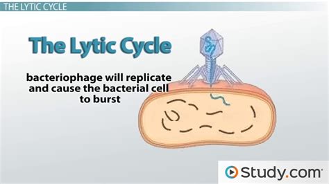 Lytic vs. Lysogenic Cycle | Overview, Conversion & Transition - Lesson ...