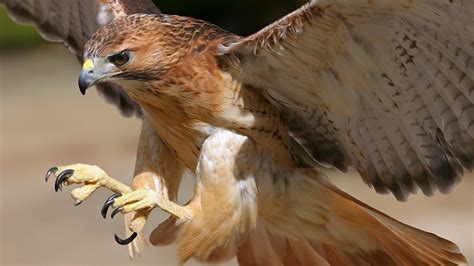 Majestic Hawk in Flight - Stunning HD Wallpaper