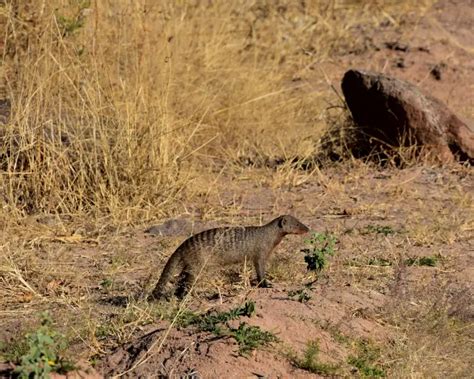 Banded Mongoose - Facts, Diet, Habitat & Pictures on Animalia.bio