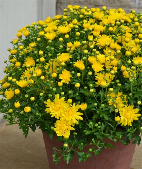 Yellow Mums 4 – Young's Plant Farm