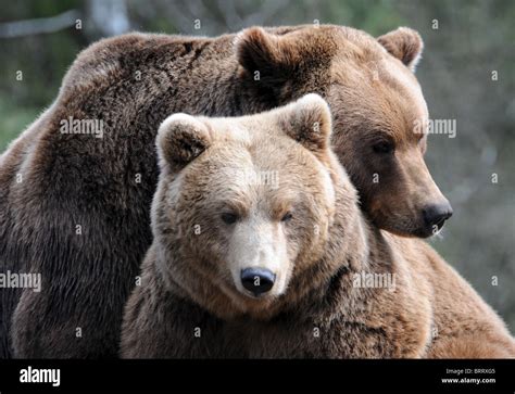 Male and female brown bears Stock Photo - Alamy