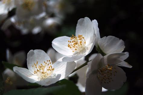 Jasmine Flower Meaning - Flower Meaning