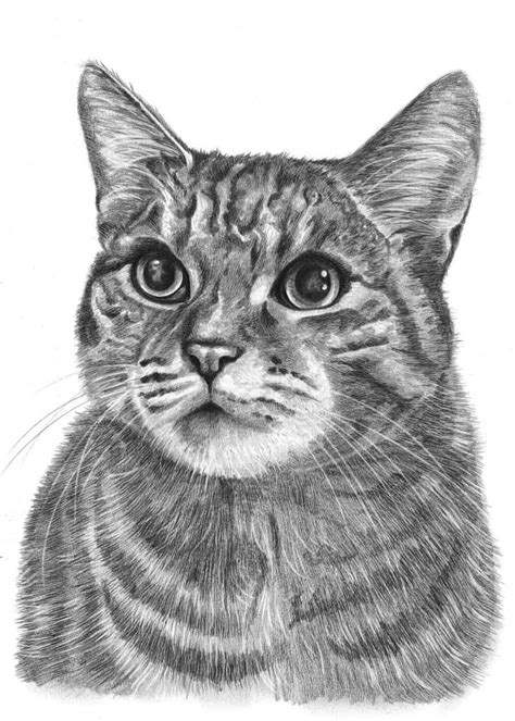 Cat Drawings by Angela of Pencil Sketch Portraits