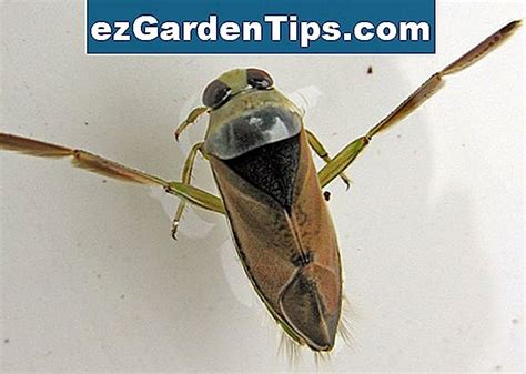 Backswimmer Life Cycle 🌱 Tips Jardineros - Es.ezGardenTips.com