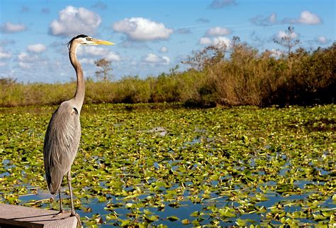 Everglades National Park - WorldAtlas