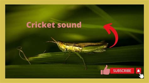 10 minutes of cricket sound - YouTube