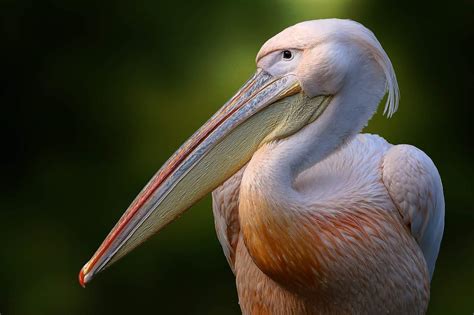 PELICAN SPIRIT ANIMAL – Symbolism, Meaning & Dreams