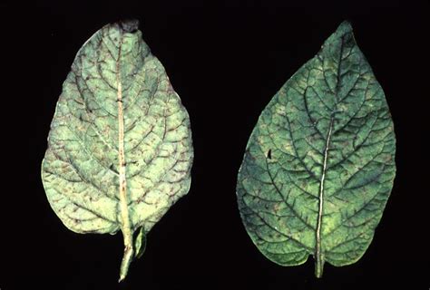 Virus and Viroid Diseases of Potato | Cornell Vegetables