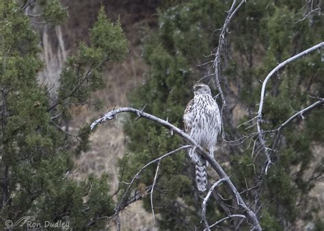 Juvenile Goshawk