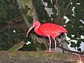 Category:Birds in Moody Gardens - Wikimedia Commons