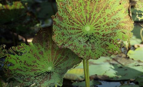 Texture of Green Lotus Leaf Stock Image - Image of blossom, light: 132217639