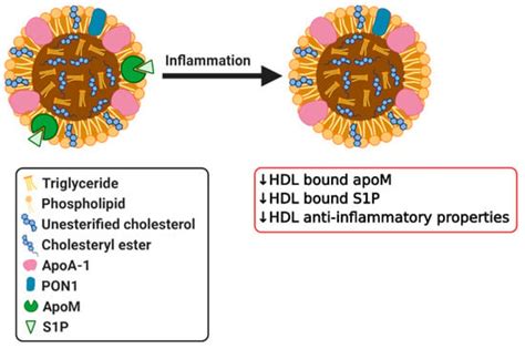 High-Density Lipoprotein | Encyclopedia MDPI