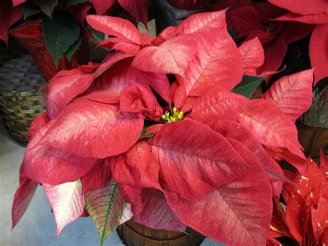 New Poinsettia Varieties Make Your Holidays Bright | What Grows There :: Hugh Conlon ...