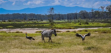 6 Days Kenya Safari to Great Rift Valley - Kenya Safaris Tours | Africa ...