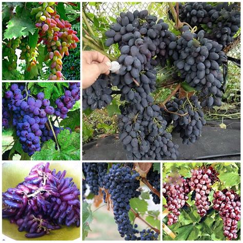 100pcs Dwarf Tree Fruit Seeds OutletTrends.com Free Shipping Up to 70% OFF