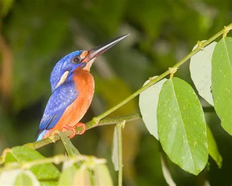 Blue-eared kingfisher - Facts, Diet, Habitat & Pictures on Animalia.bio