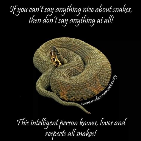 Don't say a word | All about snakes, Cute animals, Snake