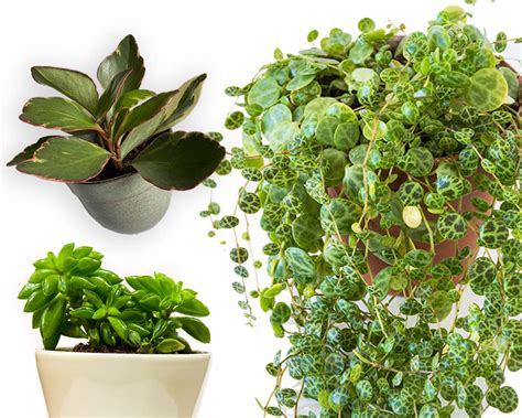 Peperomia Trailing Types