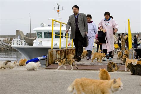 A Visit to Aoshima, a Japanese 'Cat Island' - The Atlantic