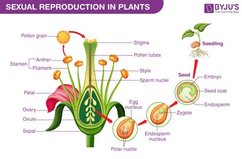 What Is Reproduction? - Definition & Types Of Reproduction (2023)