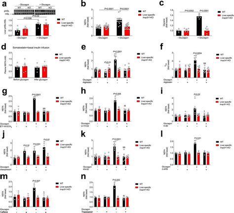 Glucagon acutely stimulates gluconeogenesis by activating intrahepatic ...