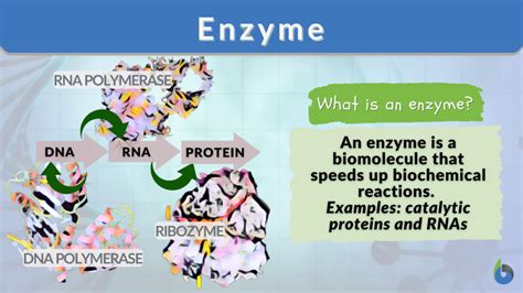 Enzyme - Definition and Examples - Biology Online Dictionary