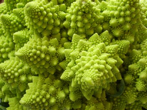 Natural Fractal - Close-up by WindyPower on DeviantArt