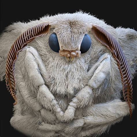 @eyeofscience on Instagram: “Head of a silk moth with feelers and the ...