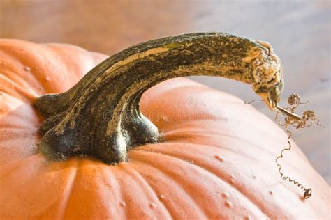 Pumpkin Stem stock image. Image of vegetable, stem, food - 11719879