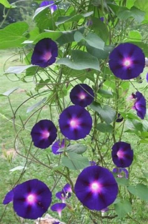 Deep Purple Morning Glory seeds / blooms all by HealingForestSeeds