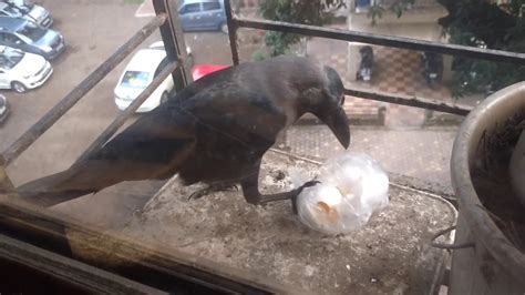 Crow Eating Egg - YouTube