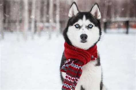 Siberian Husky Breed: Characteristics, Care & Photos | BeChewy