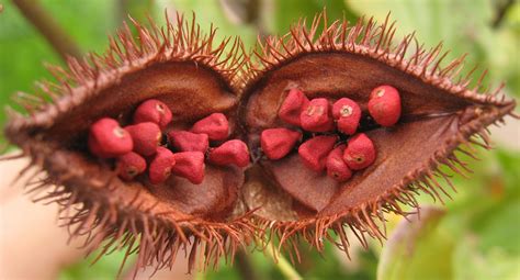 Achiote | Benefits/Uses of Achiote | Natural Health News