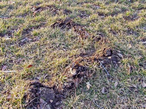 Moles Destroy Lawns - How to Stop Moles | Bug Zapper Pest Control