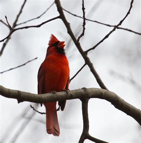 Male Cardinal singing | Eleanor Ager | Flickr