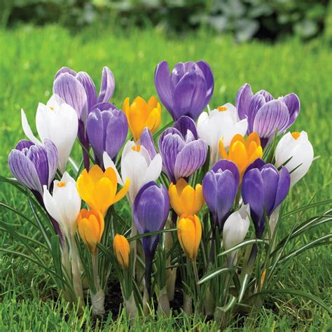 Longfield Gardens Crocus Large Flowering Mix Bulbs (250-Pack)-12000040 - The Home Depot