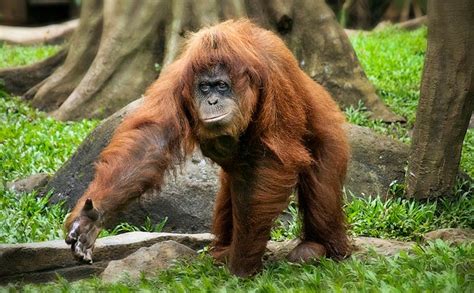 Indonesia Blazes Threaten Endangered Orangutans - Scientific American