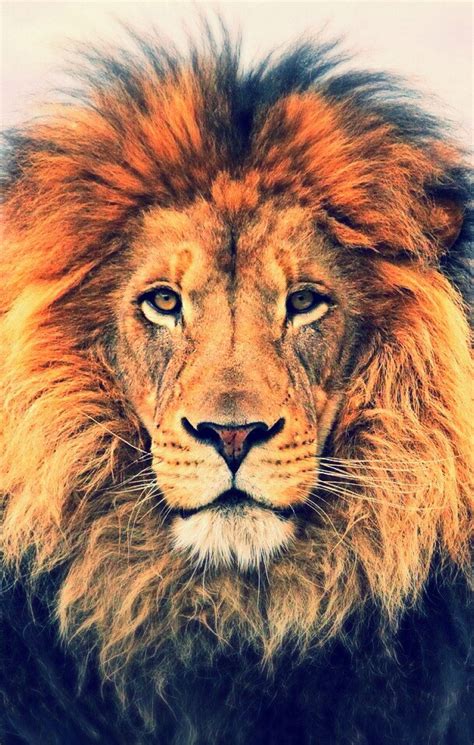 Lion iPhone 6 Wallpaper - WallpaperSafari