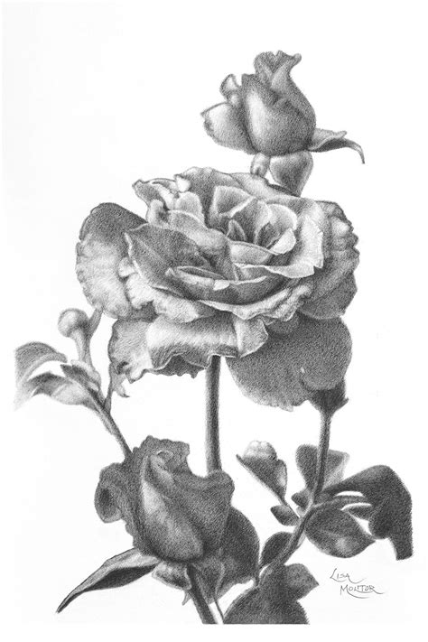 Pencil Drawing Rose